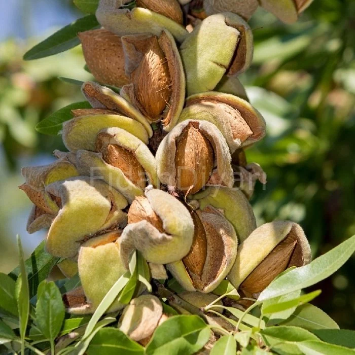 Bahçe Kurulumu